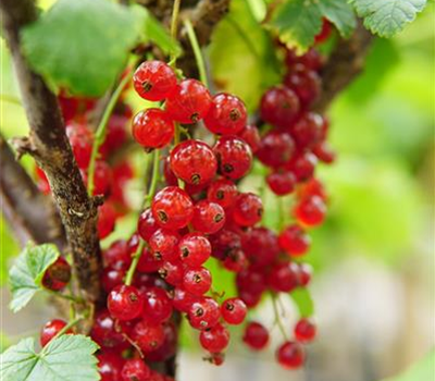 Ribes rubrum 'Rovada' zert.