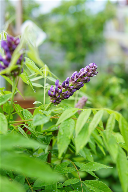 Wisteria frutescens 'Amethyst Falls' -R-
