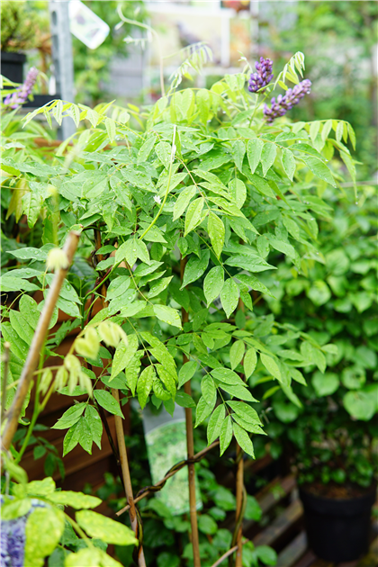 Wisteria frutescens 'Amethyst Falls' -R-