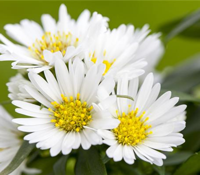 Aster dumosus, weiß