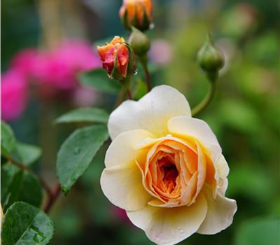 Rosa 'Port Sunlight' -R- STR
