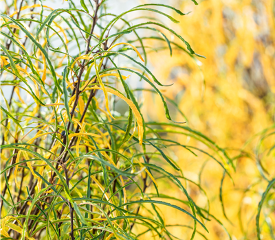 Rhamnus frangula 'Fine Line' ®