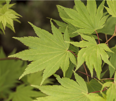 Acer shirasawanum 'Jordan'