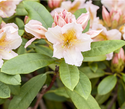 Rhododendron 'Belkanto'®