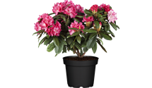 Rhododendron yak.'Anuschka'