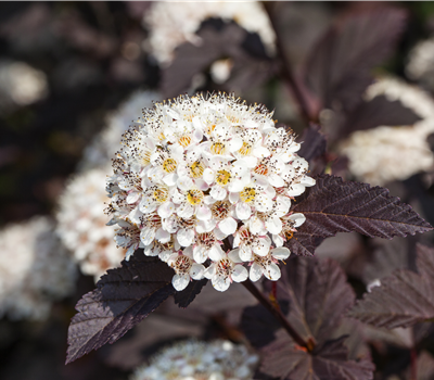 Physocarpus opulifolius 'Summer Wine' ®