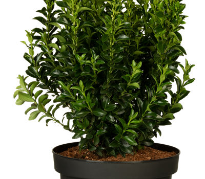 Euonymus japonicus 'Green Spire'