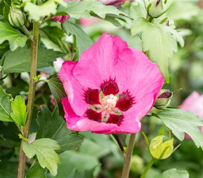 Hibiscus syriacus 'Big Hibiskiss'