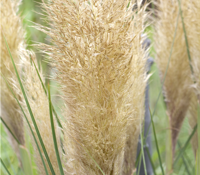 Cortaderia selloana 'Tiny Pampa' ®