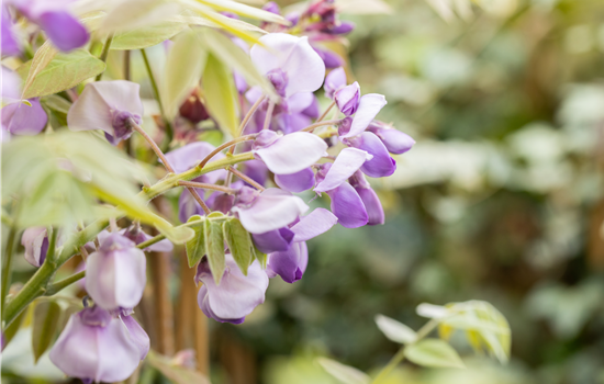 Wisteria frutescens 'Amethyst Falls' -R-
