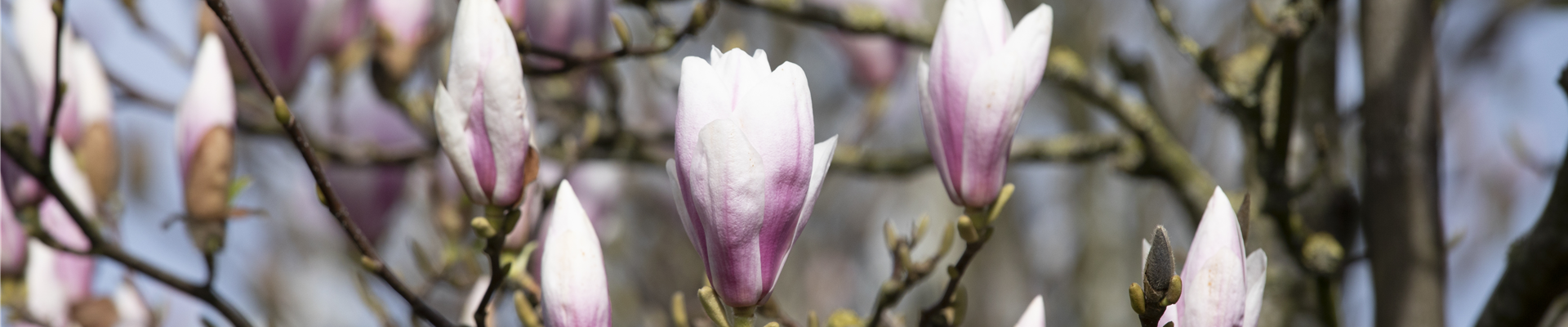 Magnolia x soulangiana 'Heaven Scent' Magnolia x soulangiana 'Heaven Scent'