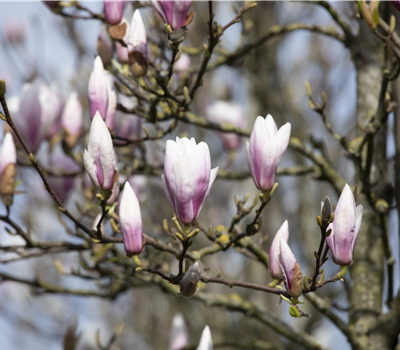 Die Magnolie – Blütenzauber im Frühling Die Magnolie – Blütenzauber im Frühling
