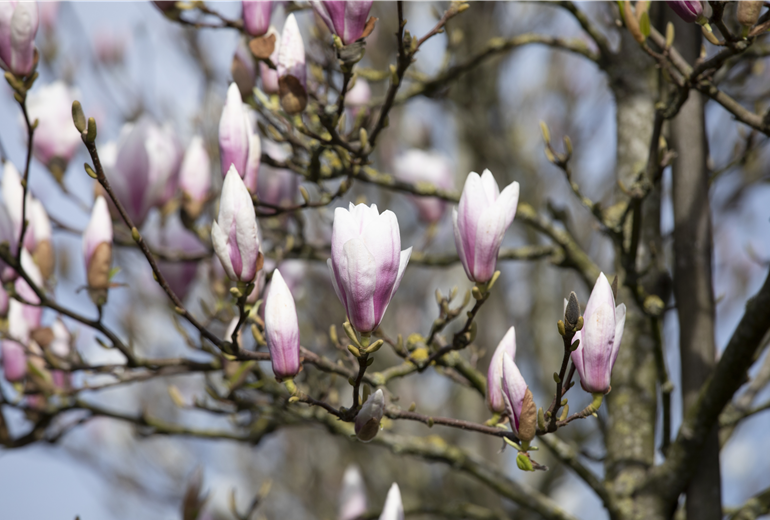 Magnolia x soulangiana 'Heaven Scent' Magnolia x soulangiana 'Heaven Scent'