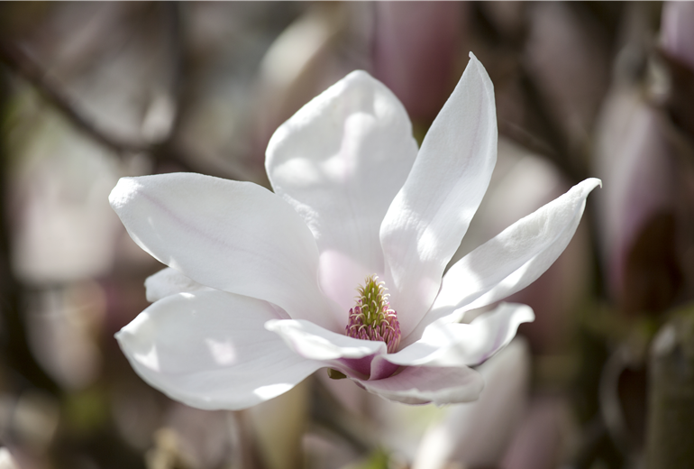 Magnolia x soulangiana 'San Jose' Magnolia x soulangiana 'San Jose'