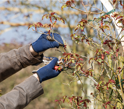 Der Rosenschnitt – Schönheitskur im Frühling Der Rosenschnitt – Schönheitskur im Frühling