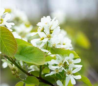 Amelanchier 'Greatberry Farm'