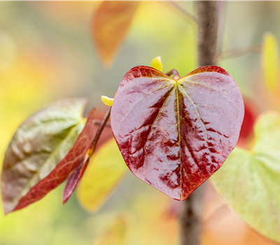 Cercis can. 'Merlot'