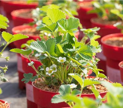 Fragaria 'Lucky Berry' ®