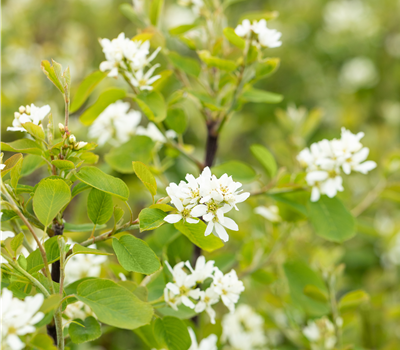 Amelanchier alnifolia 'Greatberry'® Garden