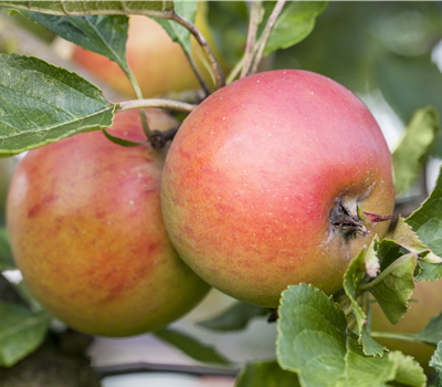 Malus domestica Recolor