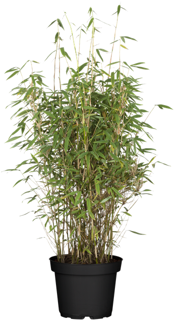 Fargesia murieliae 'Jumbo'