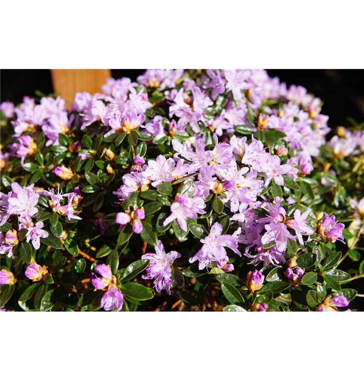 Rhododendron impeditum 'Moerheim'