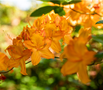 Azalea pontica