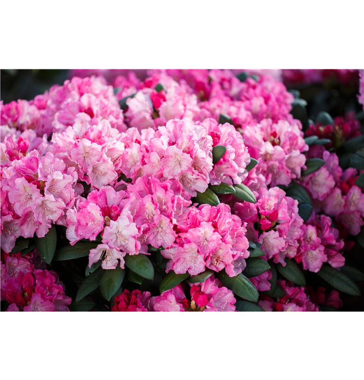 Rhododendron yak. 'Polaris'