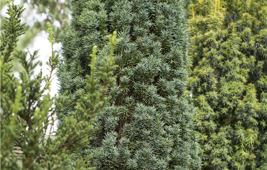 Taxus baccata 'Overeynderi'