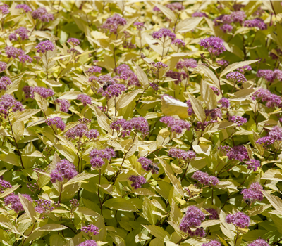 Spiraea jap. 'Golden Princess'