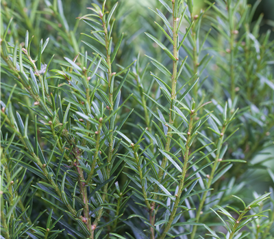 Taxus baccata 'Renke's Kleiner Grüner' ®