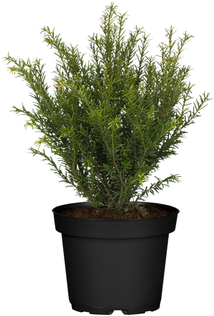 Taxus baccata 'Renke's Kleiner Grner'