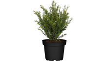 Taxus baccata 'Renke's Kleiner Grner'