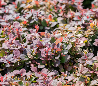 Berberis thunbergii 'Concorde'