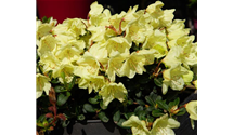 Rhododendron hanceanum 'Princess Anne'