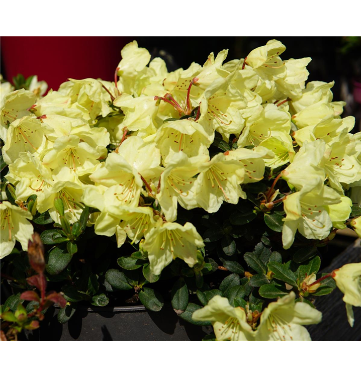 thuja homeopatia Thuja 1 OZ for Pets: Detox & Wellness with Dr. Ruth Roberts main image 0