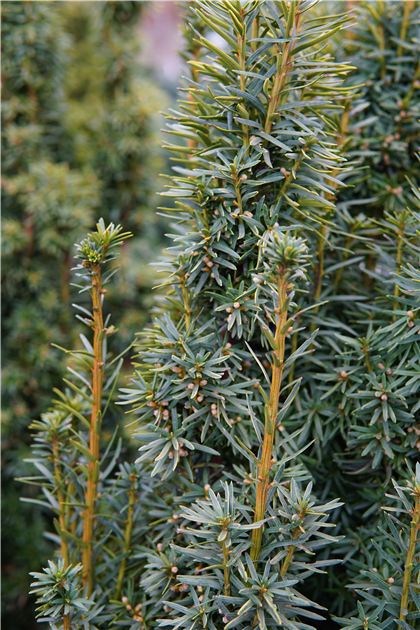 Taxus baccata 'David'
