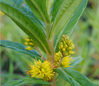 Lysimachia thyrsiflora