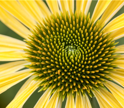 Echinacea purpurea 'Sunrise' -R-