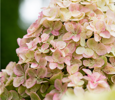 Hydrangea paniculata 'Fraise Melba'®