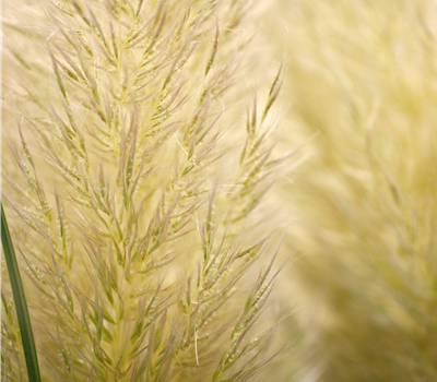 Cortaderia selloana 'Evita' -R-
