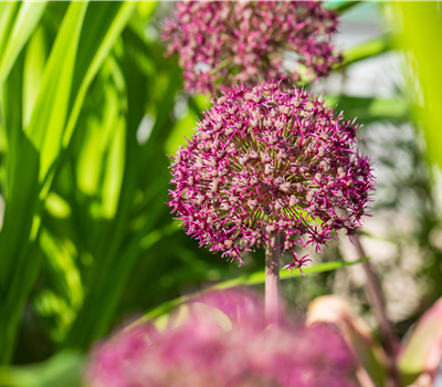 Allium Ostara