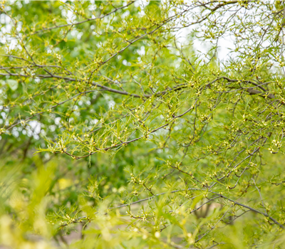 Alnus glutinosa 'Imperialis'