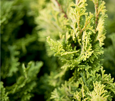 Chamaecyparis obtusa 'Aurora'
