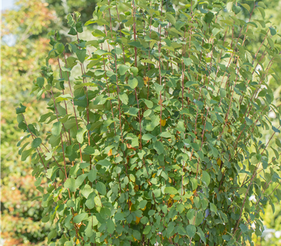 Amelanchier aln. 'Obelisk'
