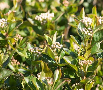 Aronia melanocarpa 'Aron'