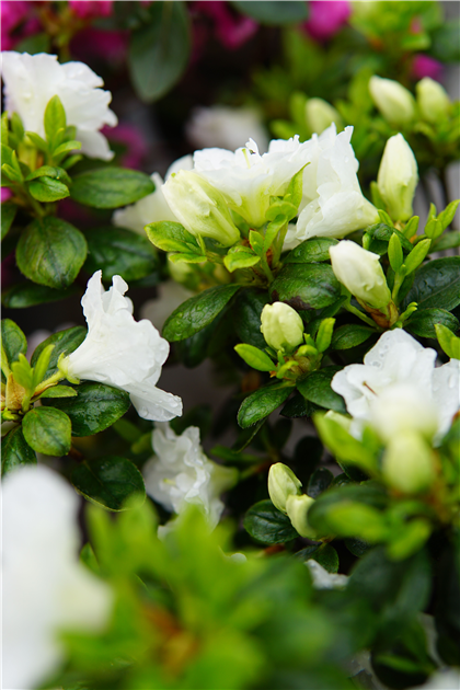Rhododendron obt.'Schneeperle' -R-