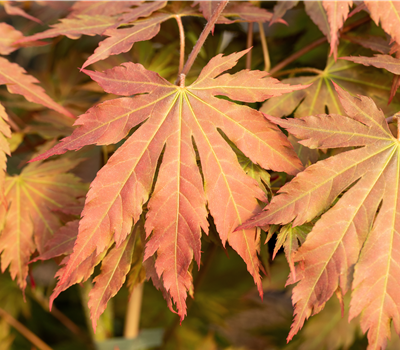 Acer pseudosieboldianum 'North Wind' ®