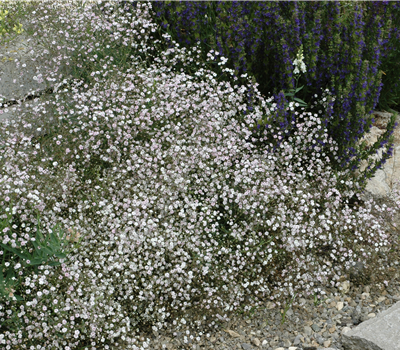 Gypsophila paniculata 'Schneeflocke'