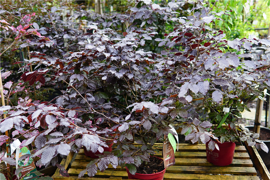 Fagus sylvatica 'Long Red'